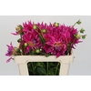 Dahlia Electric Light