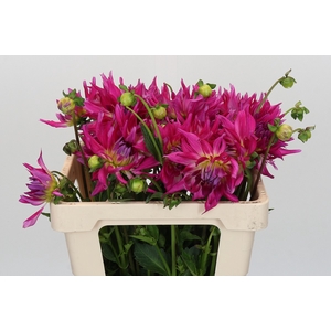 Dahlia Electric Light