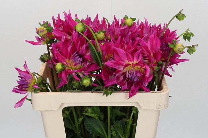 <h4>Dahlia Electric Light</h4>