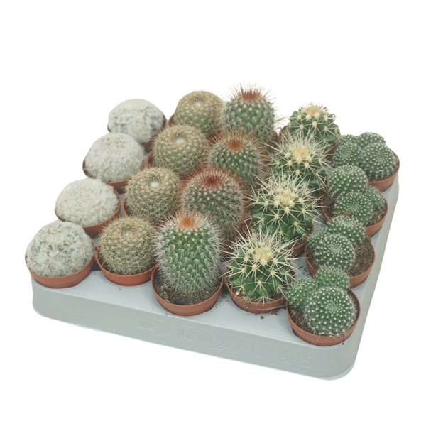 <h4>Bolcactus mix 5,5 cm</h4>