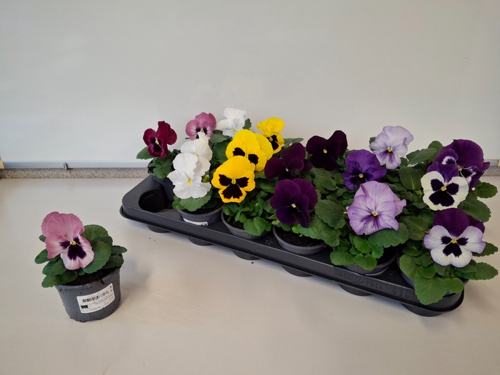 <h4>VIO WI DP GEM</h4>