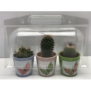 Cactus gemengd