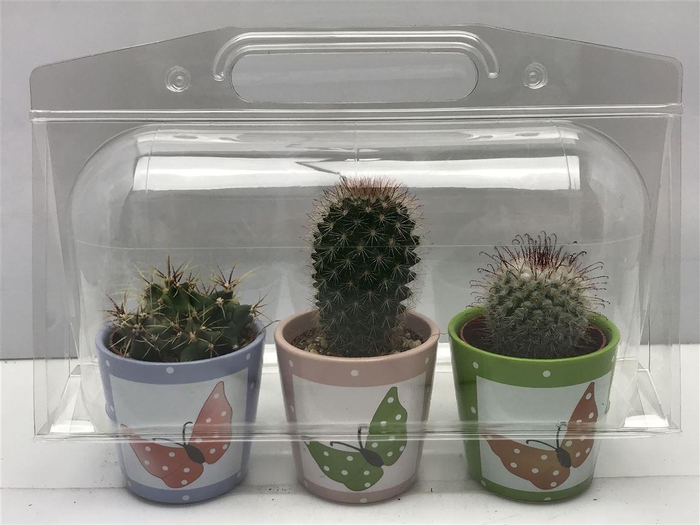 <h4>Cactus gemengd</h4>