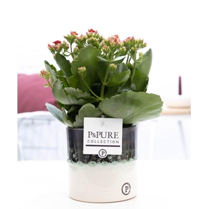 Kalanchoe red in P&PURE Illusion cer. (perfectly imperfectable)