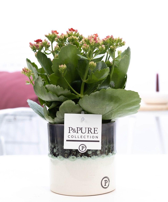 <h4>Kalanchoe red in P&PURE Illusion cer. (perfectly imperfectable)</h4>
