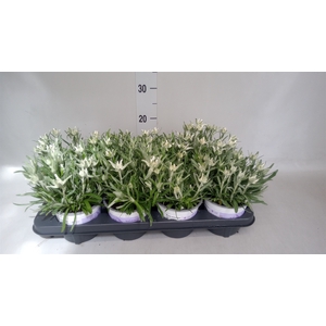 Leontopodium alpinum 'Matterhorn'