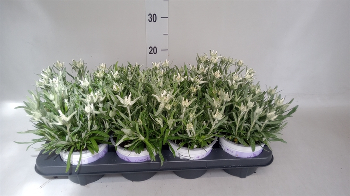 <h4>Leontopodium alpinum 'Matterhorn'</h4>