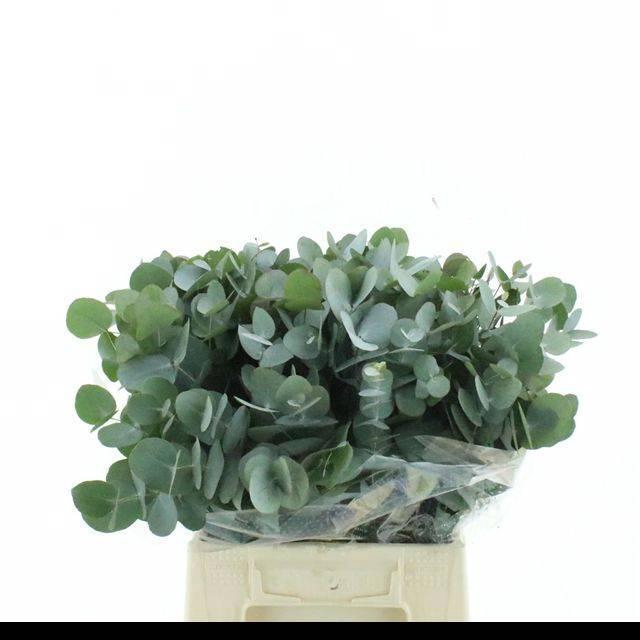 <h4>EUC CINEREA PER BOS</h4>