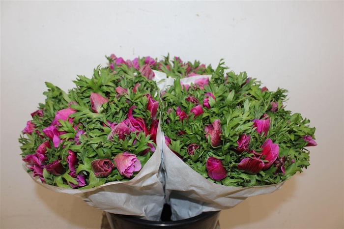 <h4>Anem Marianne Lilac</h4>