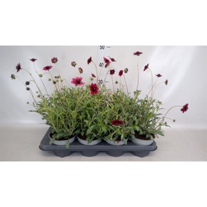 Cosmos atrosang.