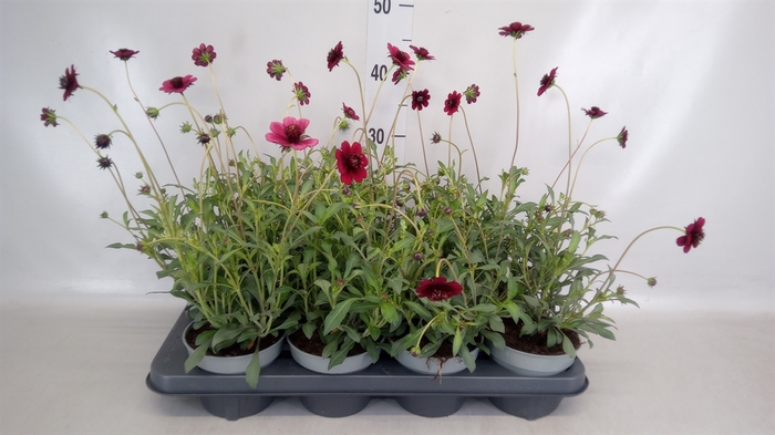 <h4>Cosmos atrosang.</h4>
