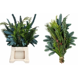 KERSTGROEN OV BS