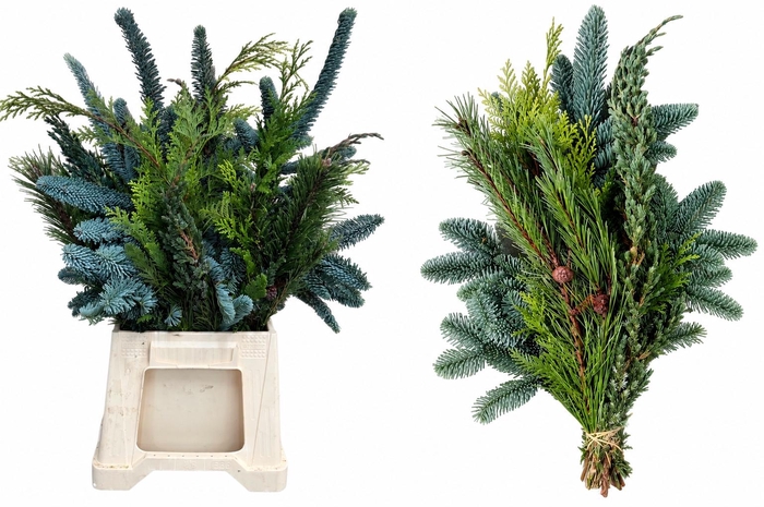 <h4>KERSTGROEN OV BS</h4>