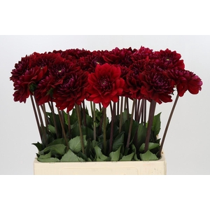 Dahlia Red Runner