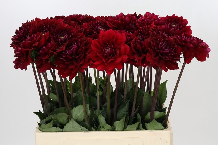 <h4>Dahlia Red Runner</h4>