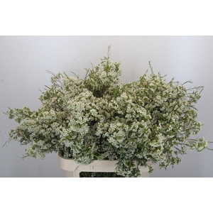 Chamelaucium Blizzard