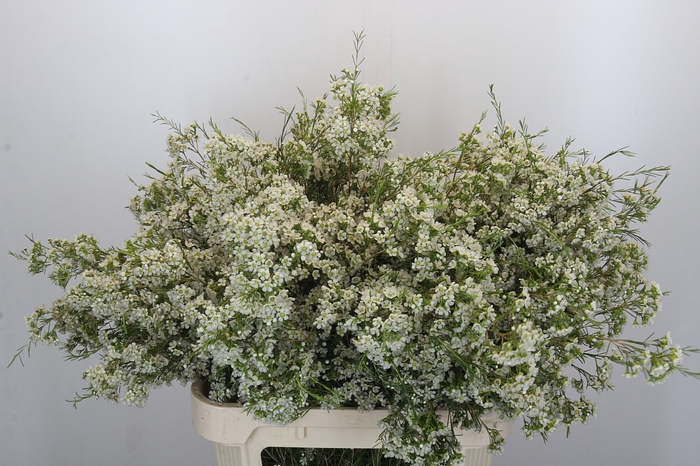 Chamelaucium Blizzard