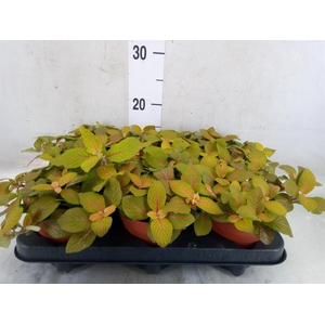 Fittonia verschaf. 'Joly Josan'