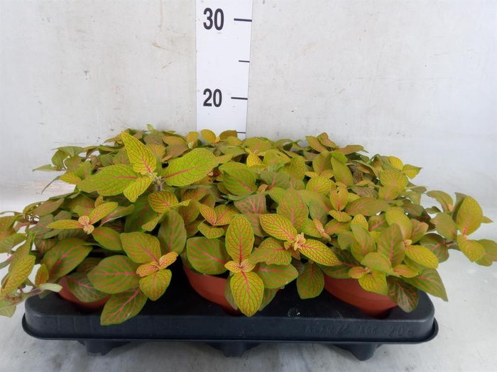 <h4>Fittonia verschaf. 'Joly Josan'</h4>