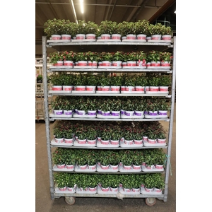 arr8 Fuchsia B F Mixk 1 Klr Per Tray