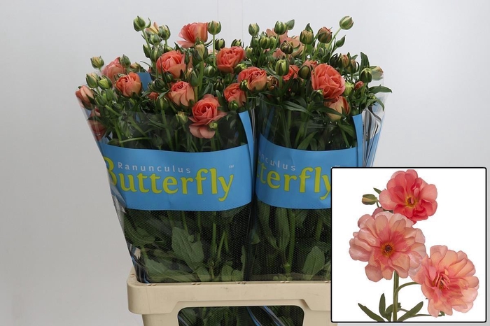 <h4>RAN BUTTERFLY ERIS</h4>