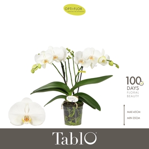 Tablo Martini 2 spike