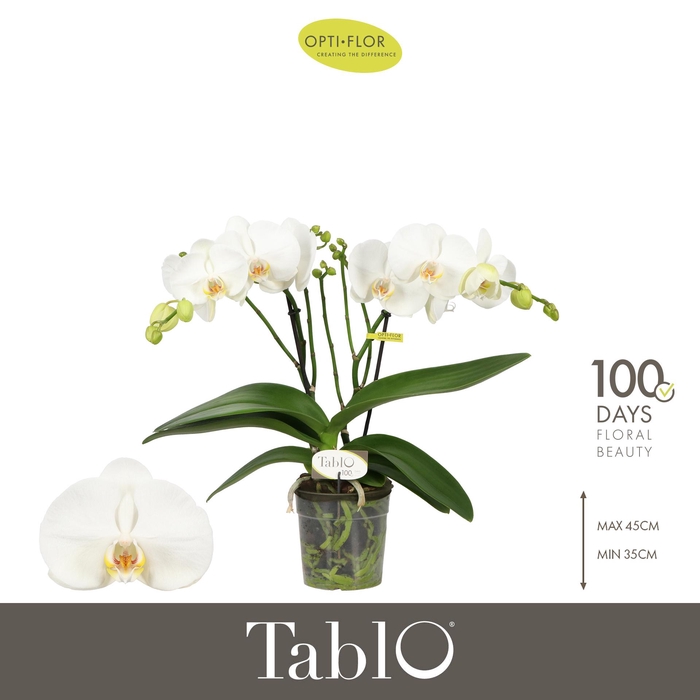 <h4>Tablo Martini 2 spike</h4>