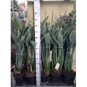 Strelitzia reg.