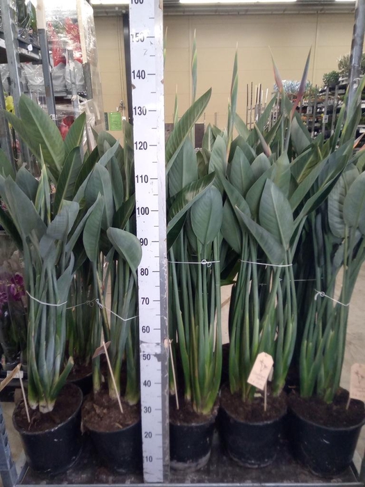<h4>Strelitzia reg.</h4>