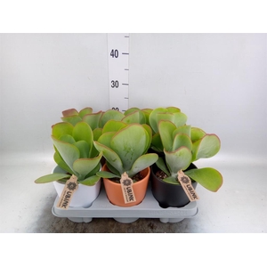Kalanchoe NF thyrsiflora 'Red Lips'