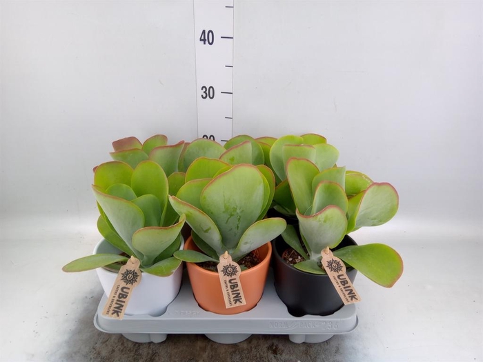 <h4>Kalanchoe NF thyrsiflora 'Red Lips'</h4>