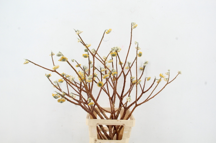 <h4>EDGEWORTHIA EXCLUSIEF</h4>