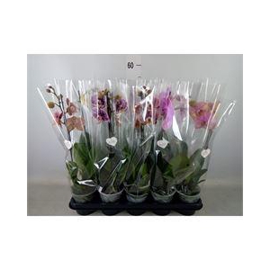 Phalaenopsis   ...mix
