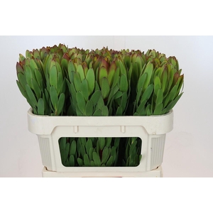 Leucadendron Goldstrike