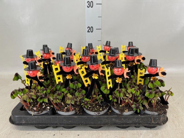 <h4>Oxalis deppei</h4>