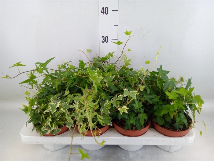 <h4>Hedera   ...mix</h4>