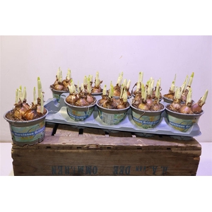 arr8 Narc D Bridal Crown