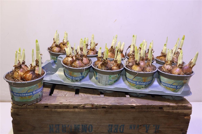 <h4>Narc D Bridal Crown</h4>