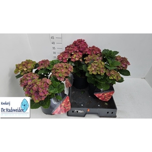 HYDR M RED ERIS