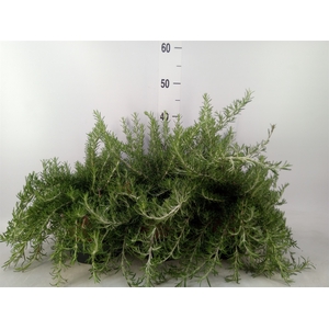 Rosmarinus officinalis 'Prostratus'