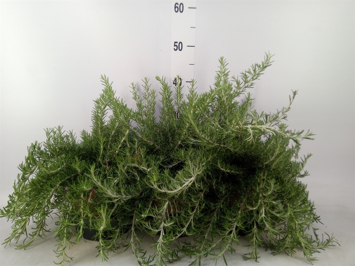 <h4>Rosmarinus officinalis 'Prostratus'</h4>