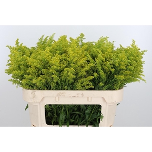 Solidago Tara