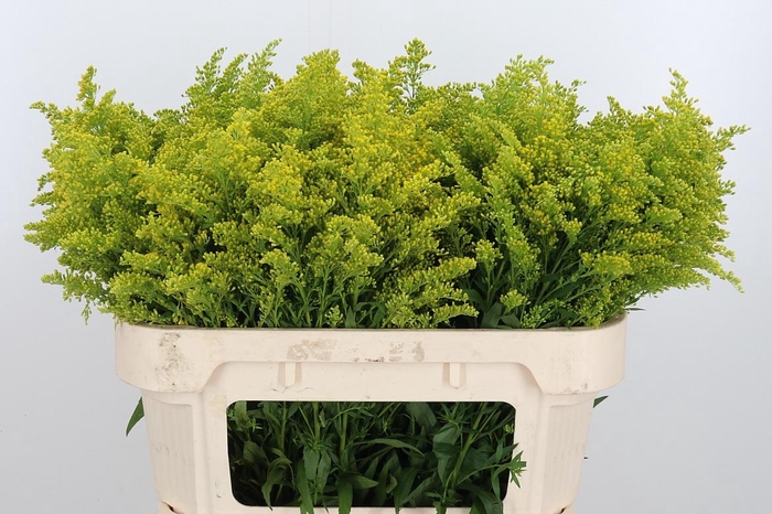 Solidago Tara