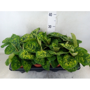Homalomena wal. 'Camouflage'