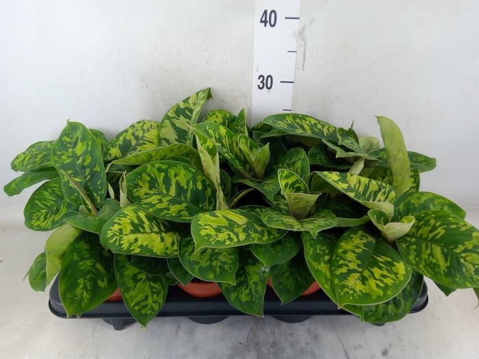 <h4>Homalomena wal. 'Camouflage'</h4>