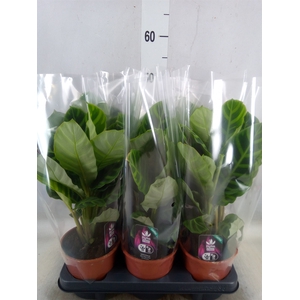 Calathea zebrina