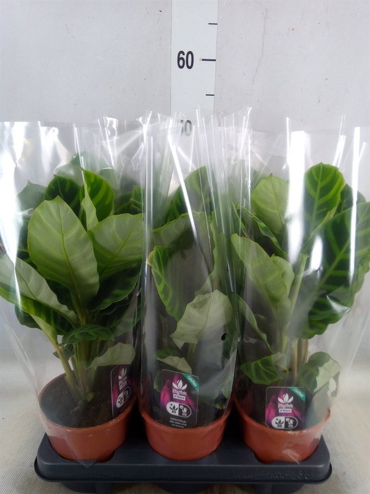 <h4>Calathea zebrina</h4>
