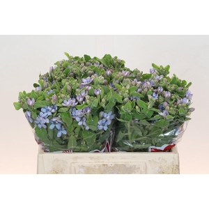 Oxypetalum Tweedia Blue