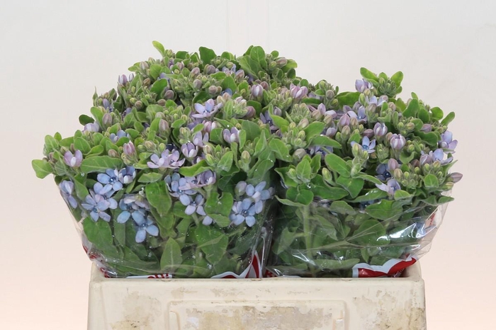 Oxypetalum Tweedia Blue