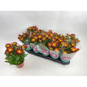 CHRYS RAINBOW CIRCUS